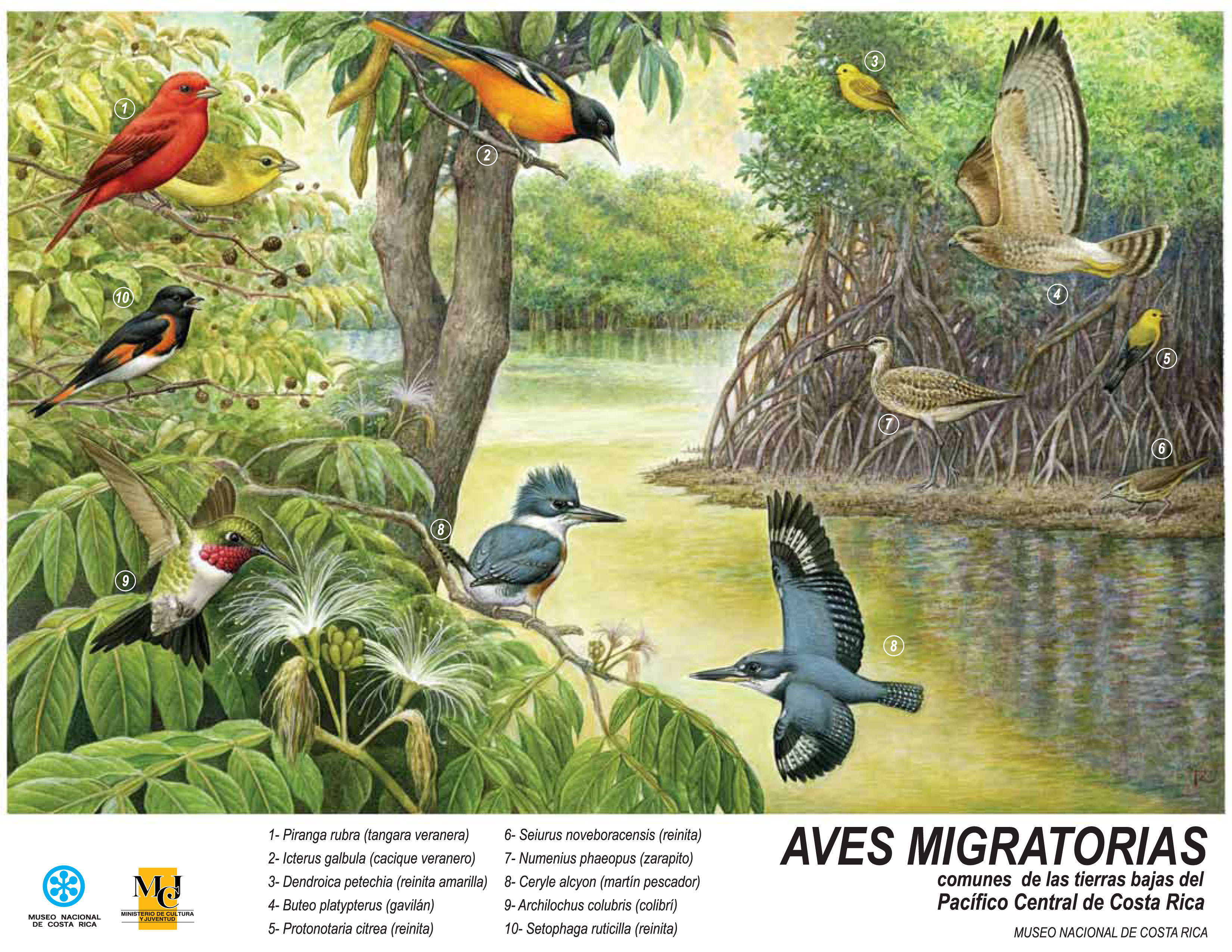 Láminas educativas Aves migratorias comunes de las tierras bajas del Pacífico Central de Costa Rica