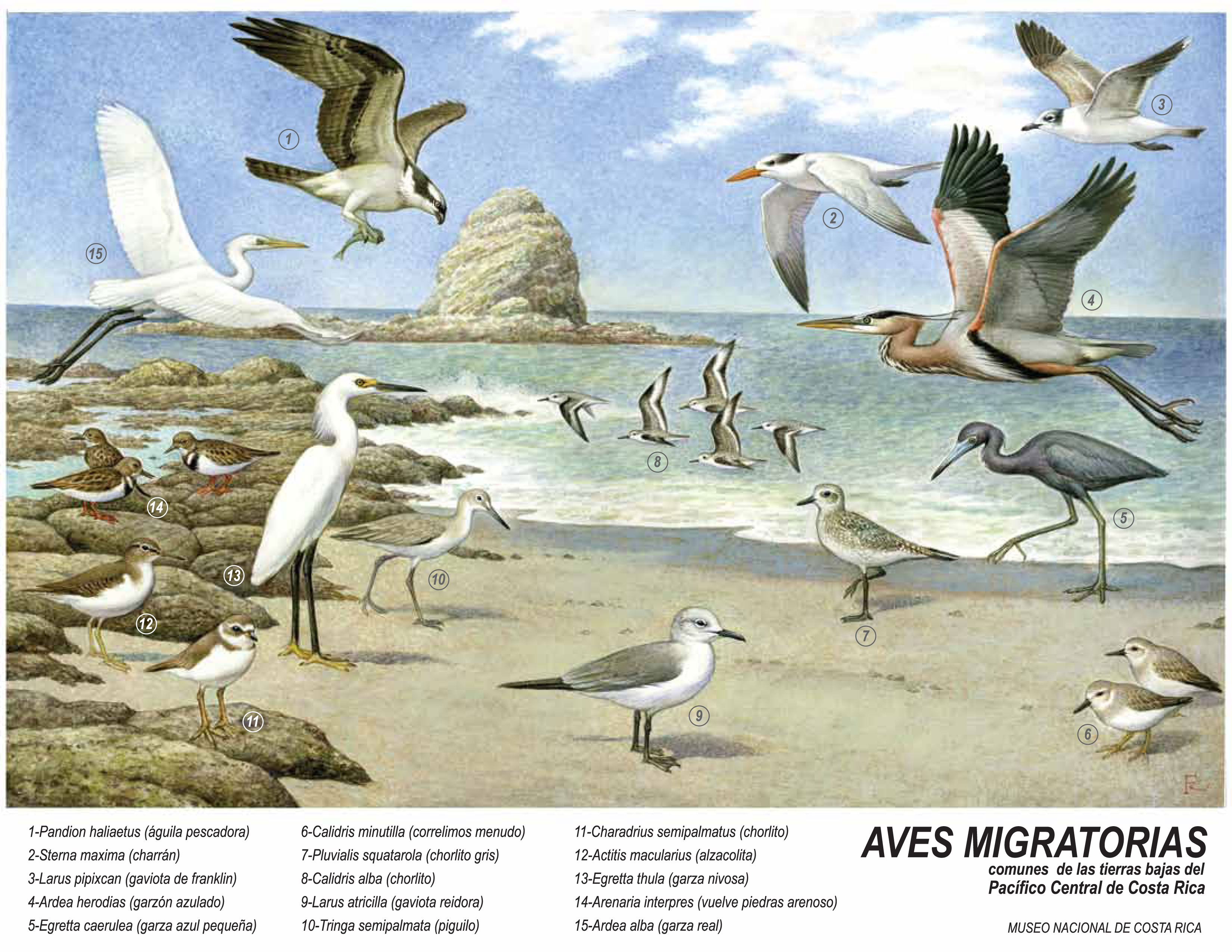 Láminas educativas Aves migratorias comunes de las tierras bajas del Pacífico Central de Costa Rica