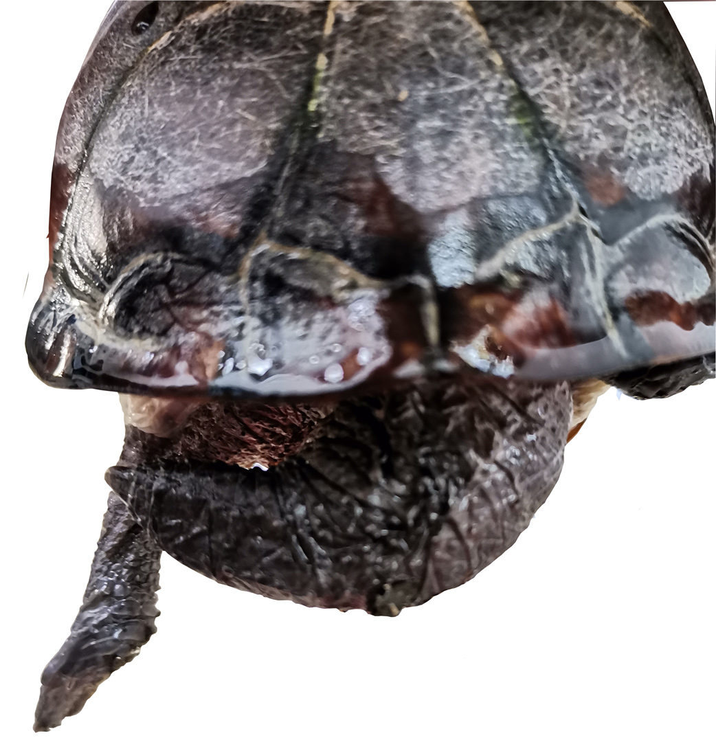Detalles de la cola de la tortuga.