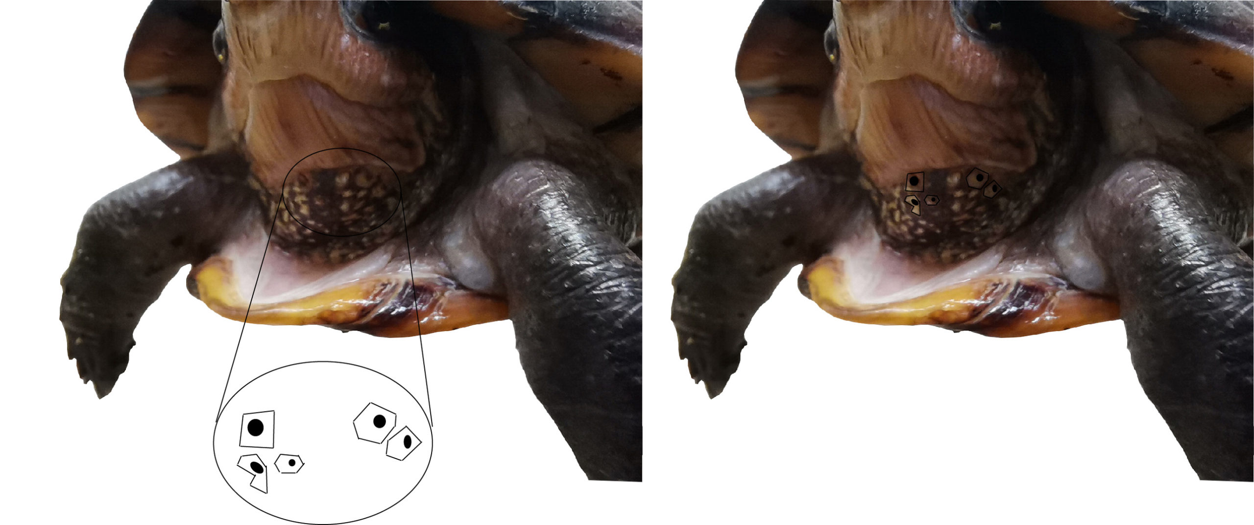 Manchas en el cuerpo de la tortuga
