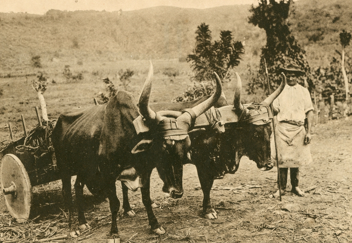 Boyero en la finca de Stanley Pinto en Juan Viñas, 1922.