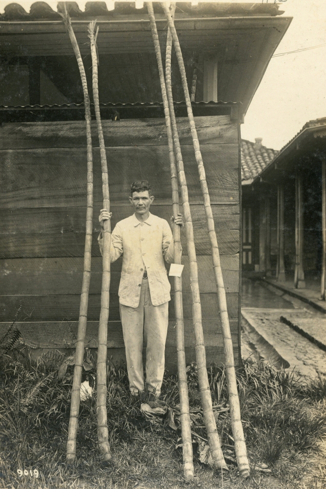 Ejemplares de azúcar de Turrialba, durante un concurso agrícola en la década de 1930.