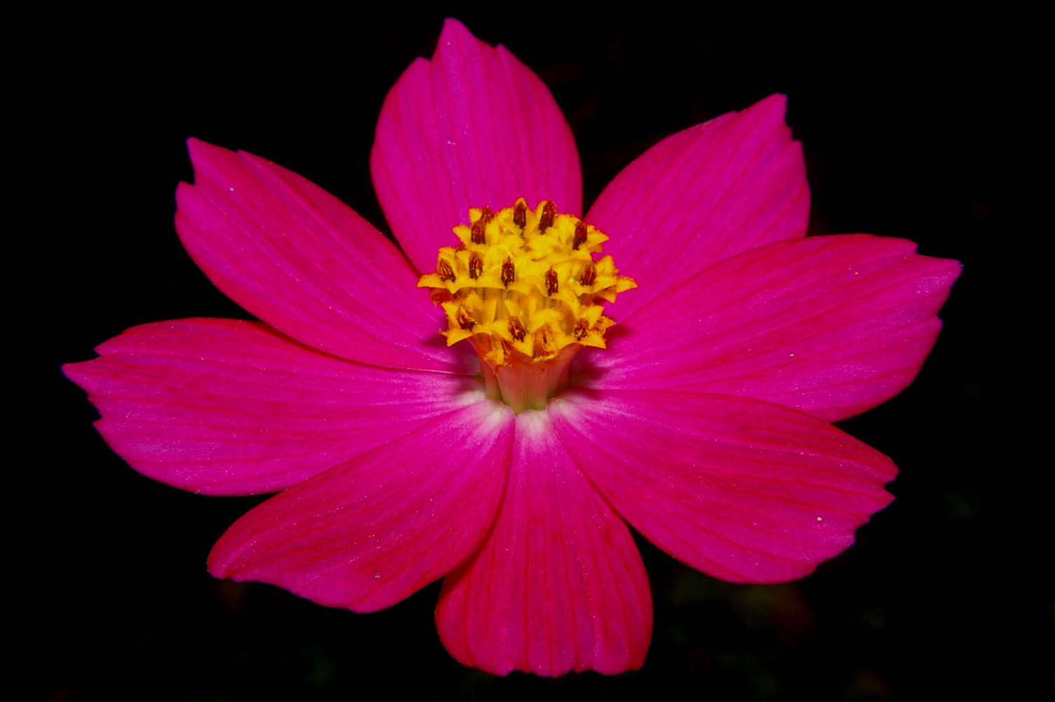 Flor de muerto (Cosmos caudatus)