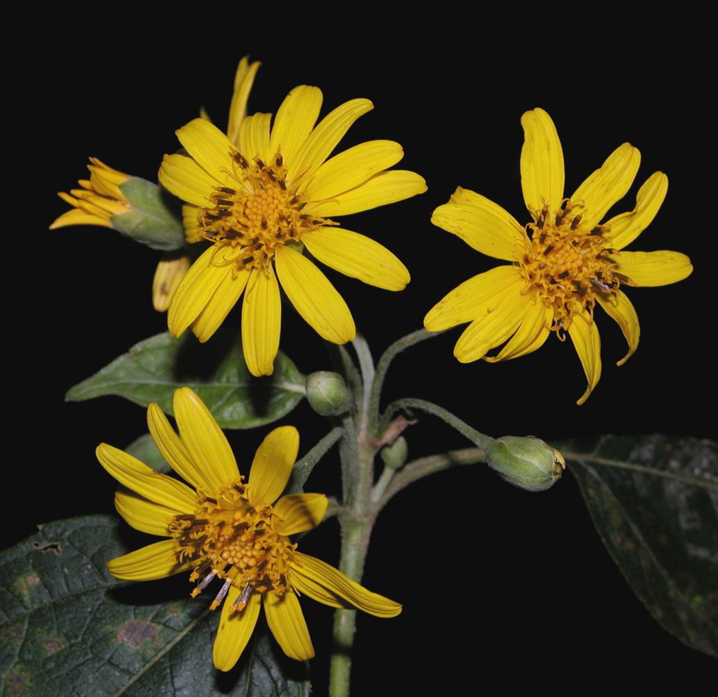 Tora (Lasianthaea fruticosa)