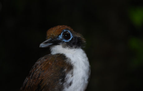 Gymnopithys bicolor