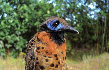 Phaenostictus mcleannani