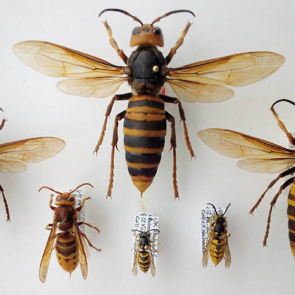 Comparación del tamaño de diferentes especies de abejas