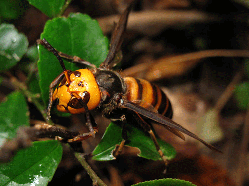 Hembra de Vespa mandarinia. Fotografía de Yasunori Koide, Wikimedia commons. www.entnemdept.ufl.edu