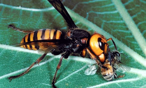 Vespa mandarinia procesa una presa de abeja melífera. Fotografía de Scott Camazine. www.entnemdept.ufl.edu
