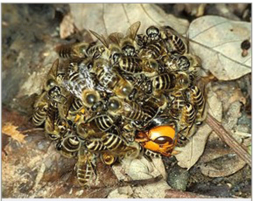 Las abejas melíferas asiáticas Apis cerana, “atacan” defensivamente a una Vespa mandarinia sola. Fotografía por Masato Ono, Tamagawa University. www.entnemdept.ufl.edu