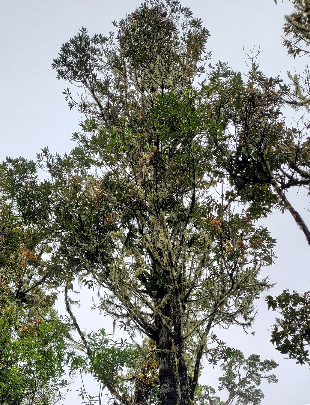 Árbol cubierto con “Barbas de Viejo”. Fotografía: Loengrin Umaña T. MNCR