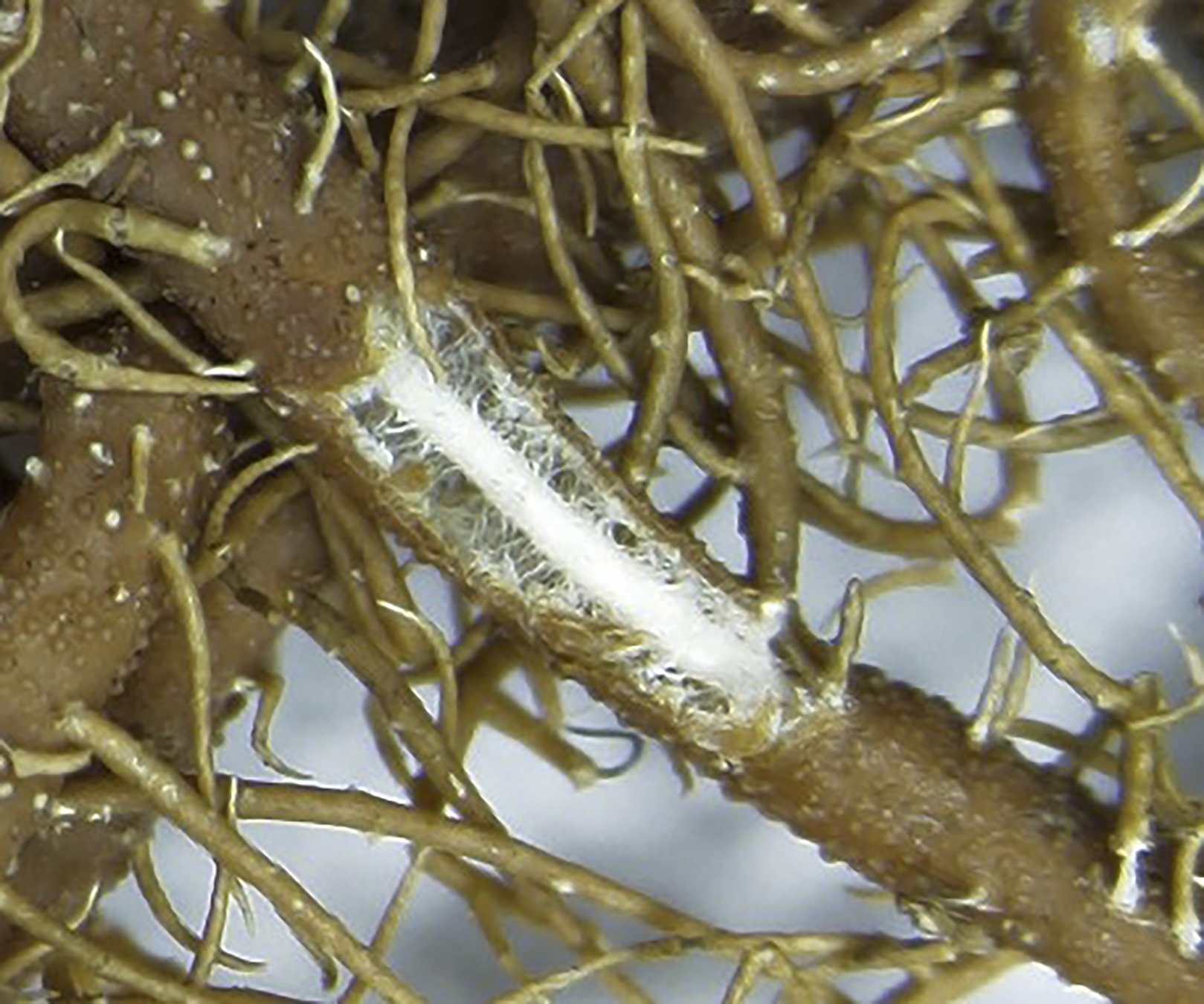 Eje central del género Usnea sp.