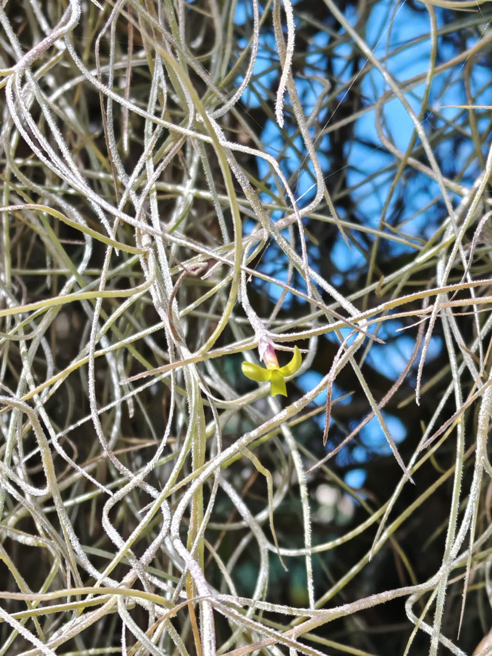 Tillandsia usneoides. Fotografía: Marcela Sánchez. MNCR