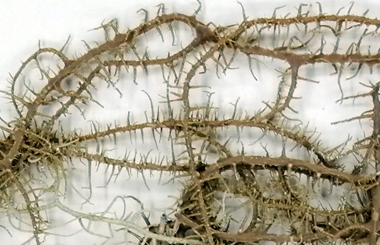 Usnea angulata