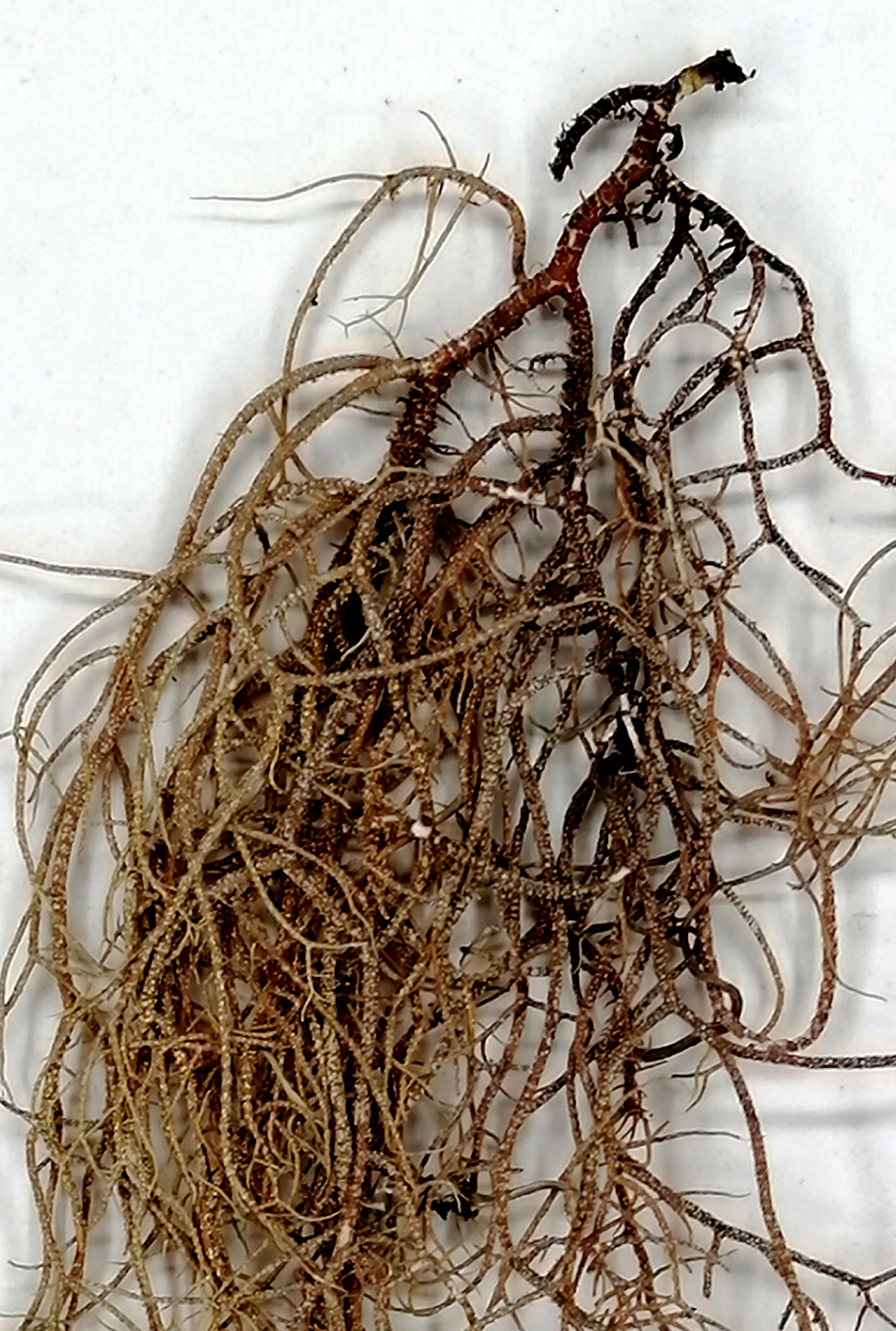 Usnea rubicunda