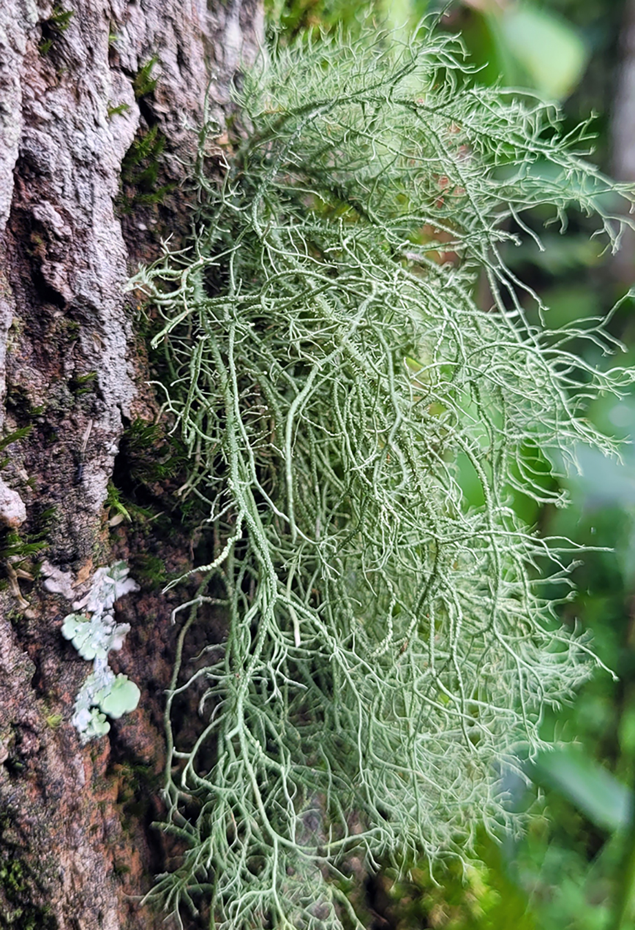 Usnea sp. Foto: Loengrin Umaña T. MNCR