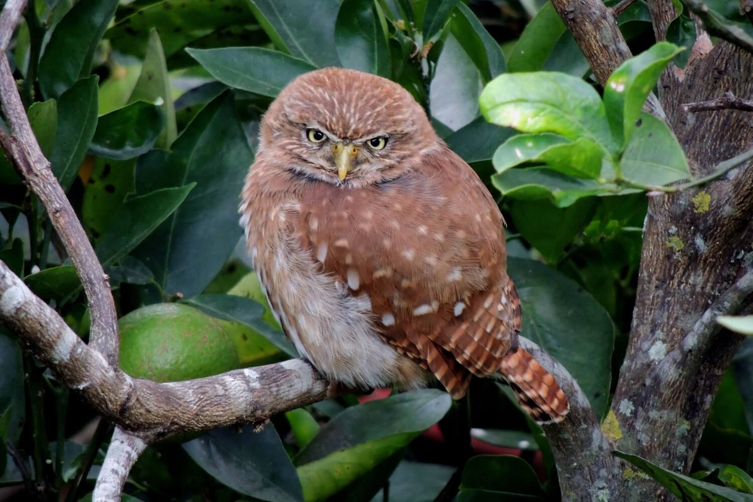 Majafierro (Glaucidium brasilianum)