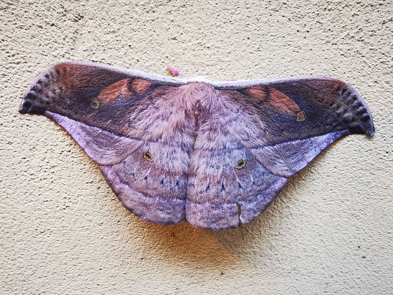 Las alas de la mariposa negra tienen el secreto para mejorar las