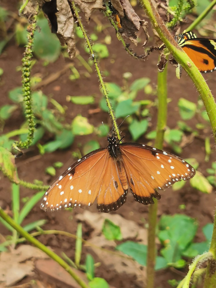 Las alas de la mariposa solo sirven para volar?