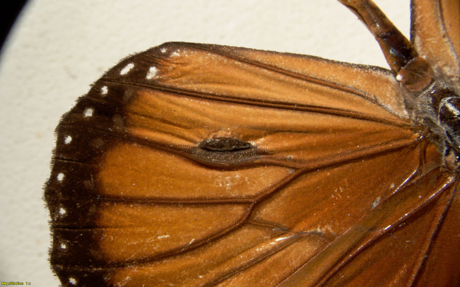 Danaus gilippus. Escama androconial sobre el ala.