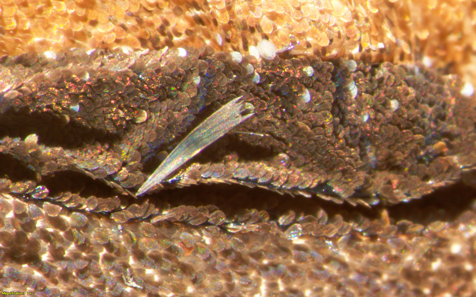 Escamas de la parte ventral de Manataria maculta