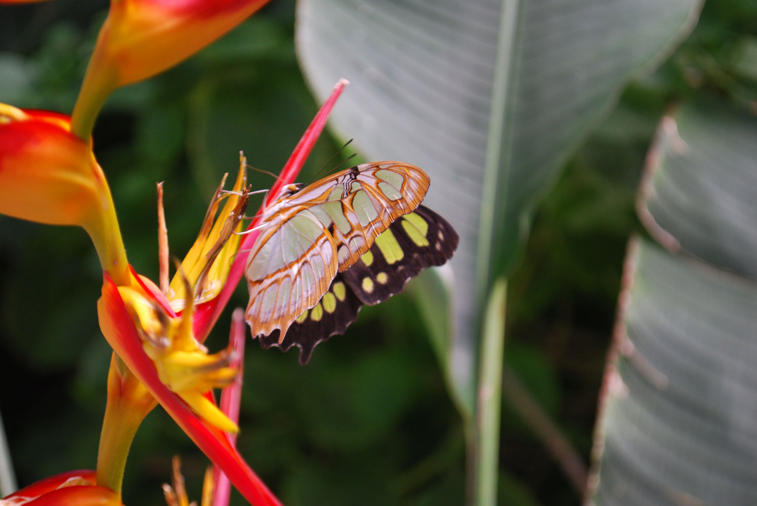 Taller Jardín de Mariposas