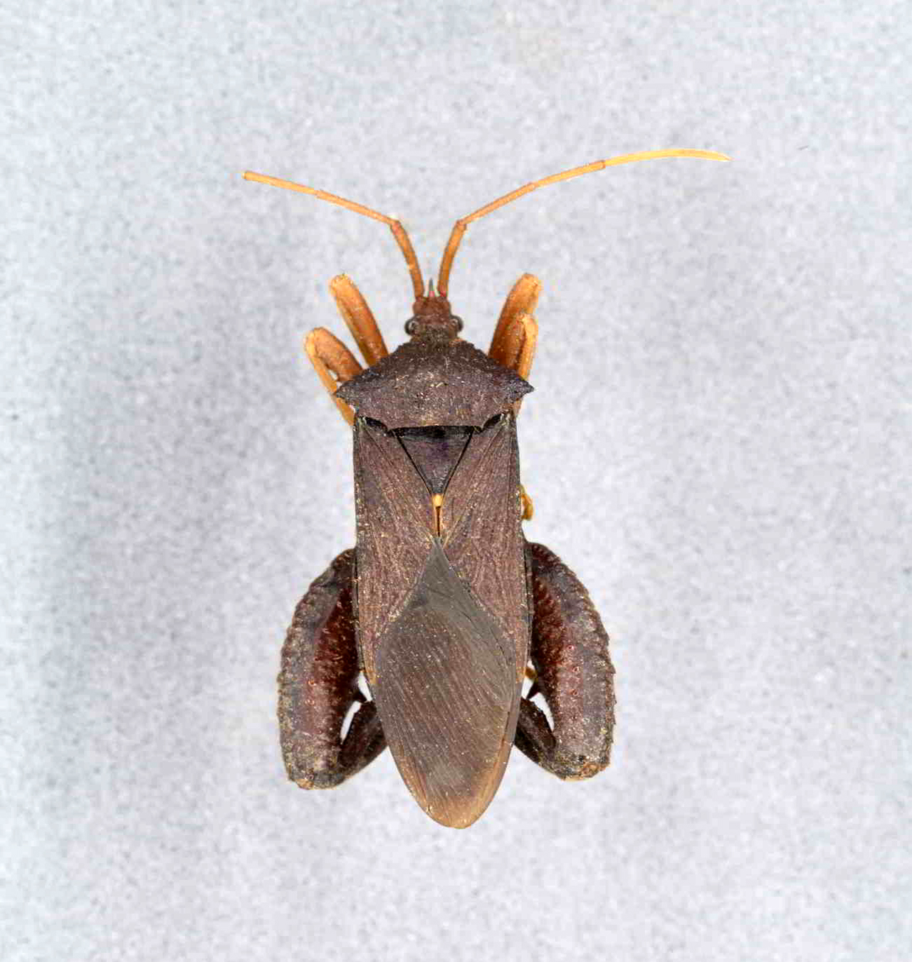 Acanthocephala sp de la familia Coreidae