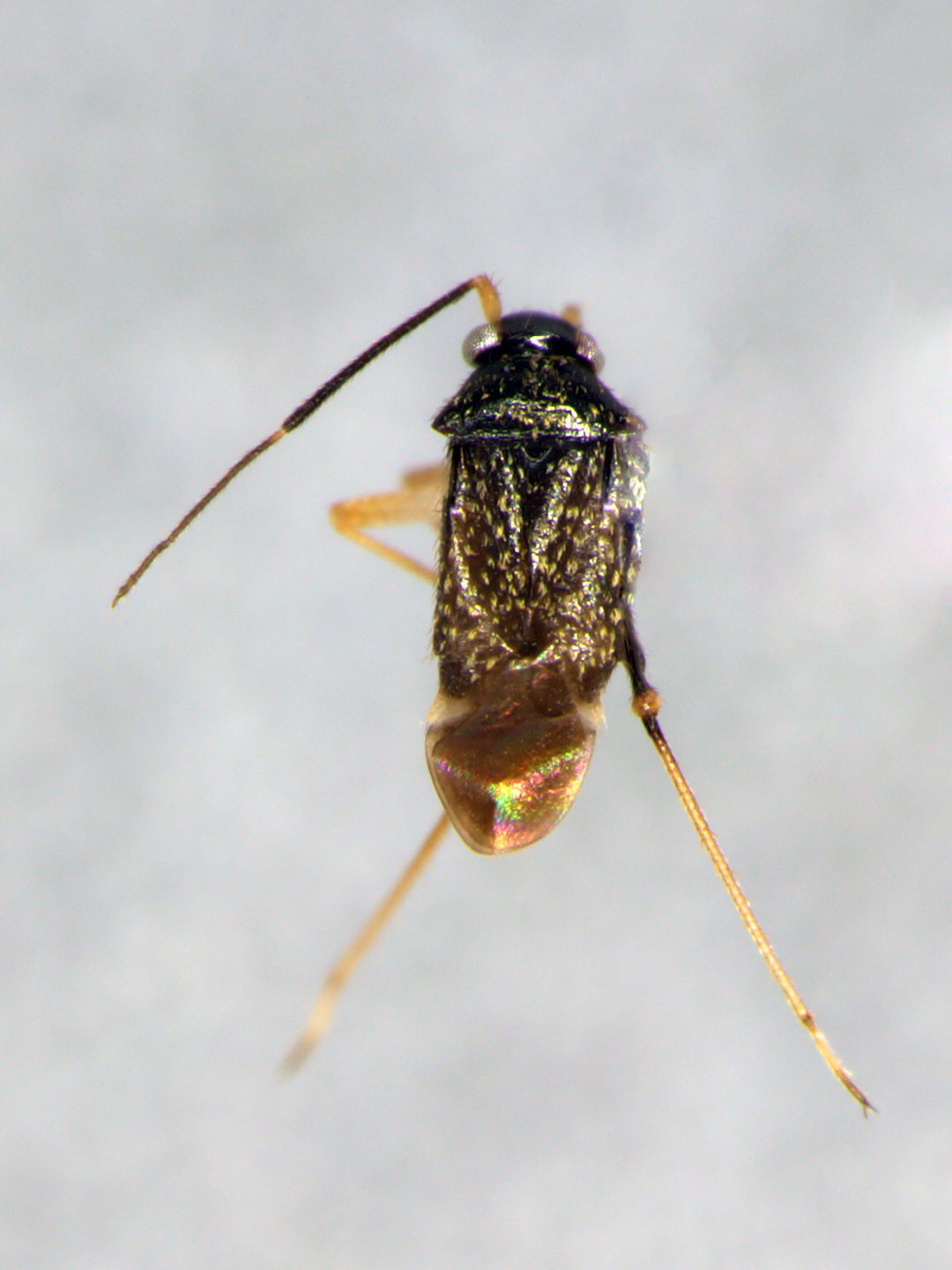 Microtechnites bractatus, especie de la familia Miridae.