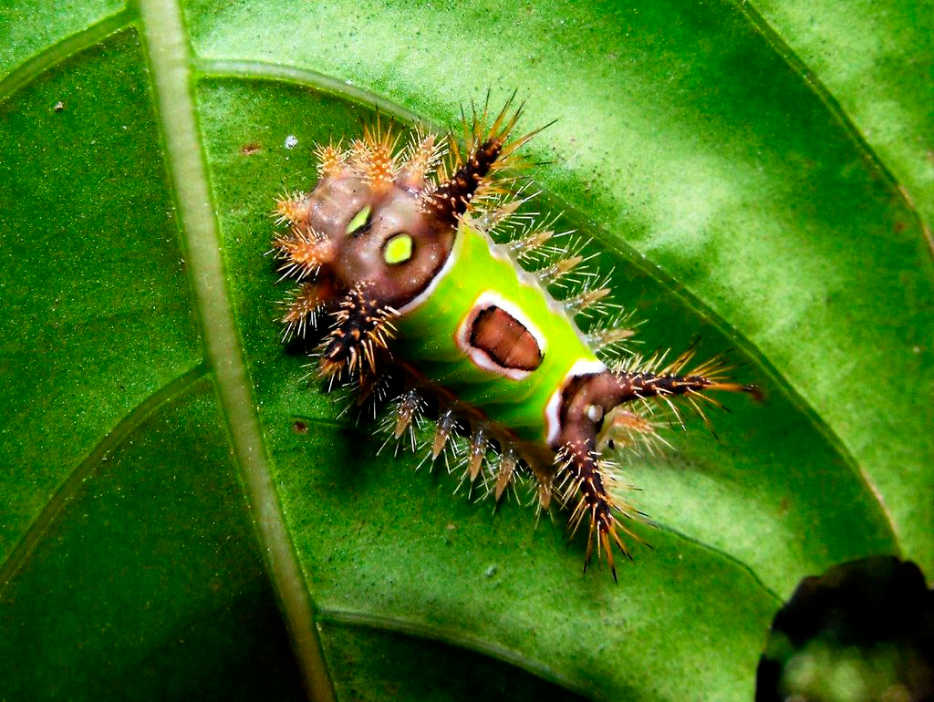  “Monturita” (Sibine megasomoides)