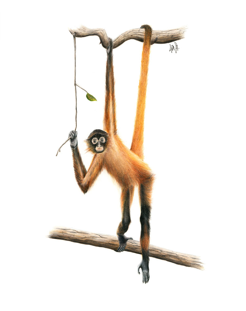Mono araña o colorado (Ateles geoffroyi)