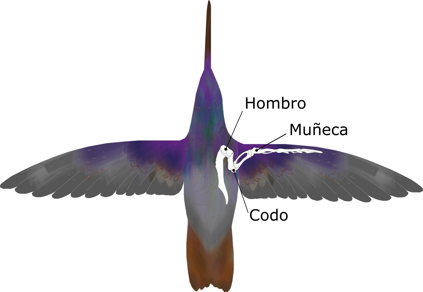 Esquema de un ala de un colibrí 