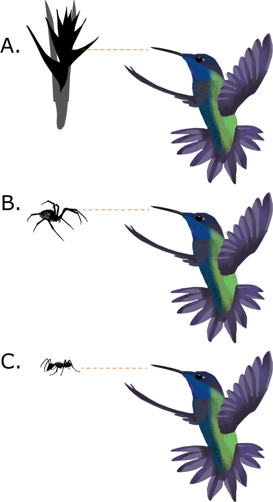 Alimentación del colibrí