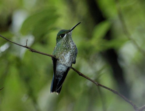 COLIBRÍES SORPRENDENTES