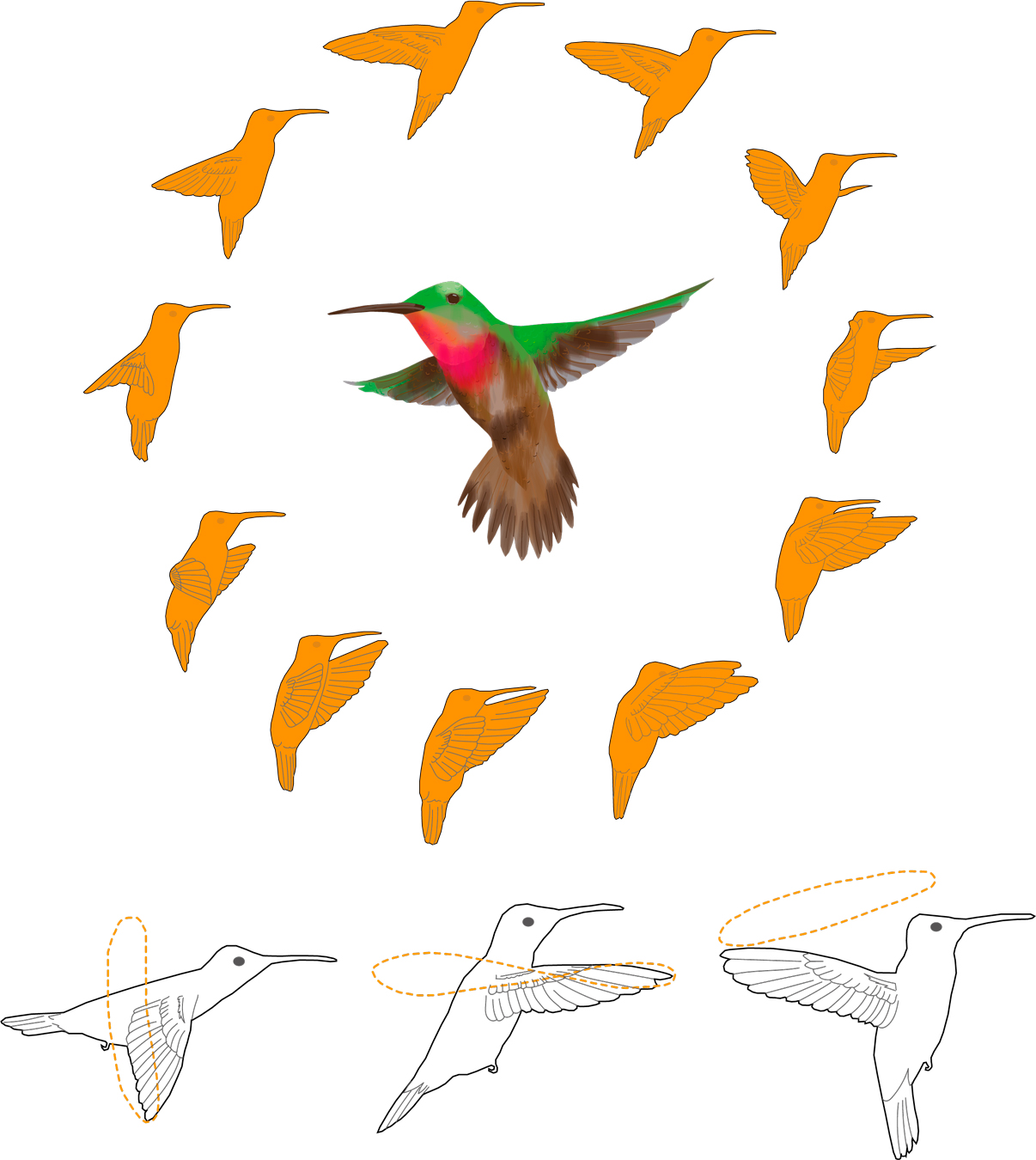 Vuelo de colibrí