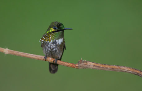 Coqueta festiva (especie de Sudamérica)