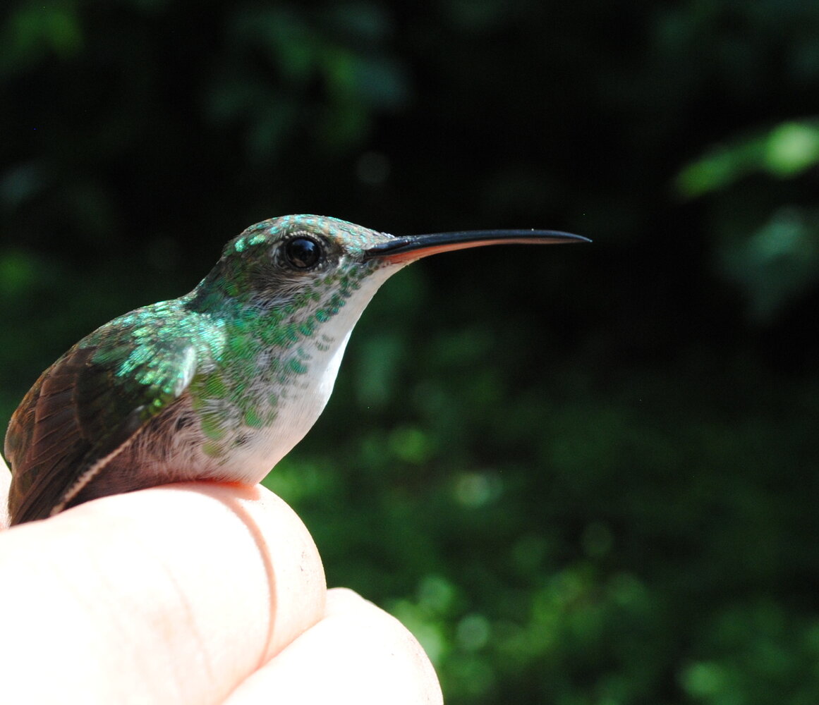 Colibrí de manglar, hembra