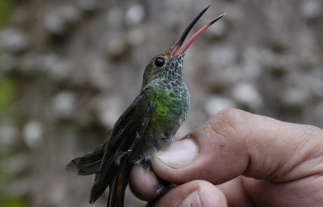 Colibrí rabirrufo