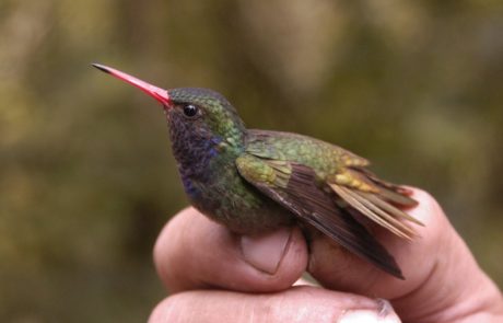 Colibrí colidorado