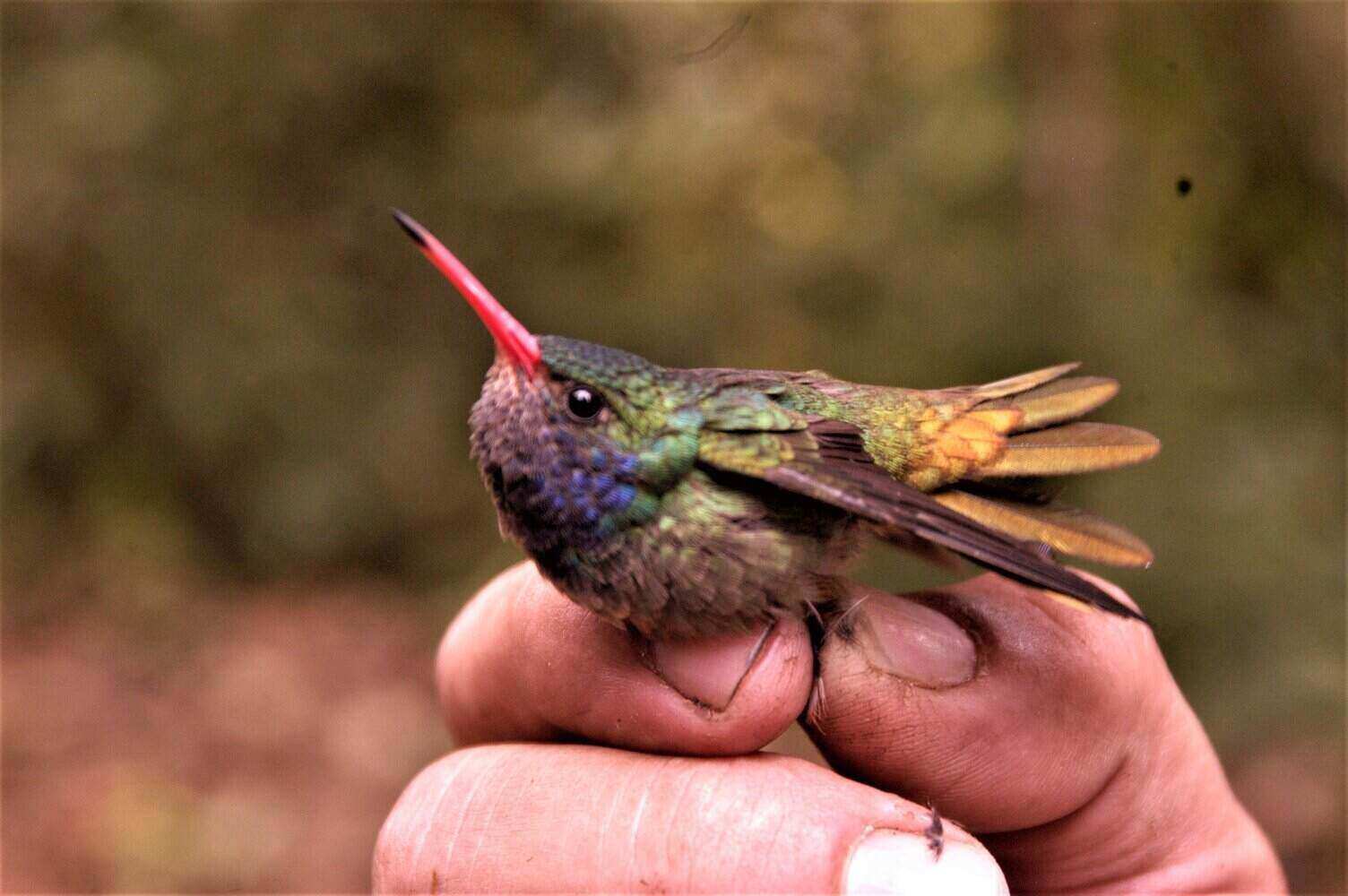 Colibrí colidorado