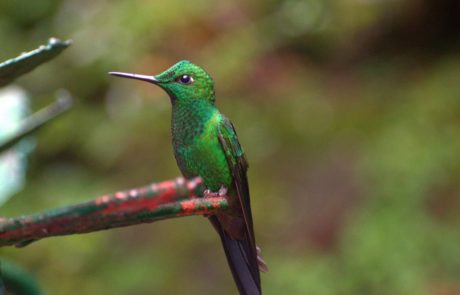 Colibrí brillante frentiverde