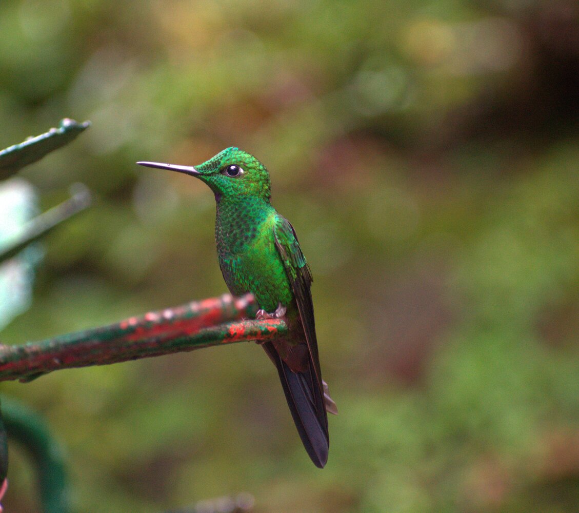 Colibrí brillante frentiverde