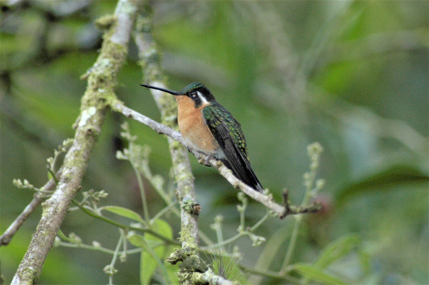 Colibrí montañés gorgimorado-hembra 