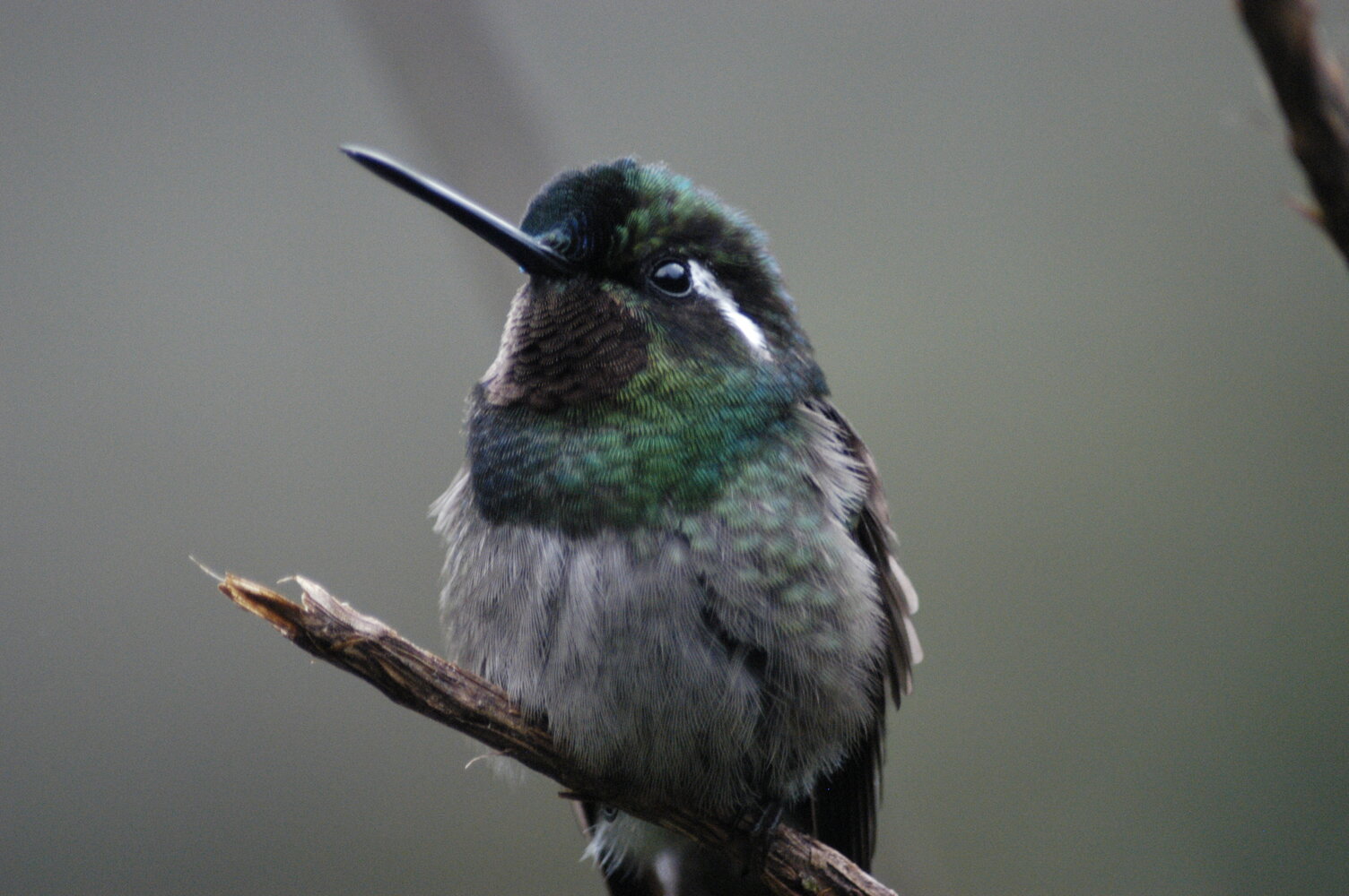 Colibrí montañés gorgimorado-macho