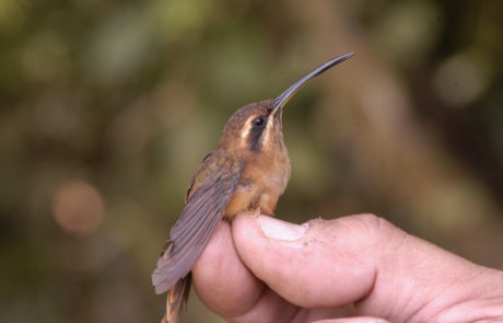 Ermitaño colilargo