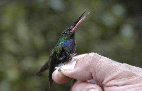 Colibrí corona de berilo