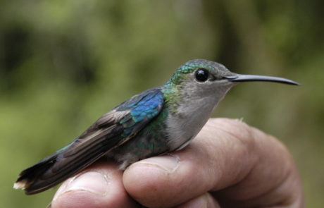 Colibrí ninfa verde-violeta