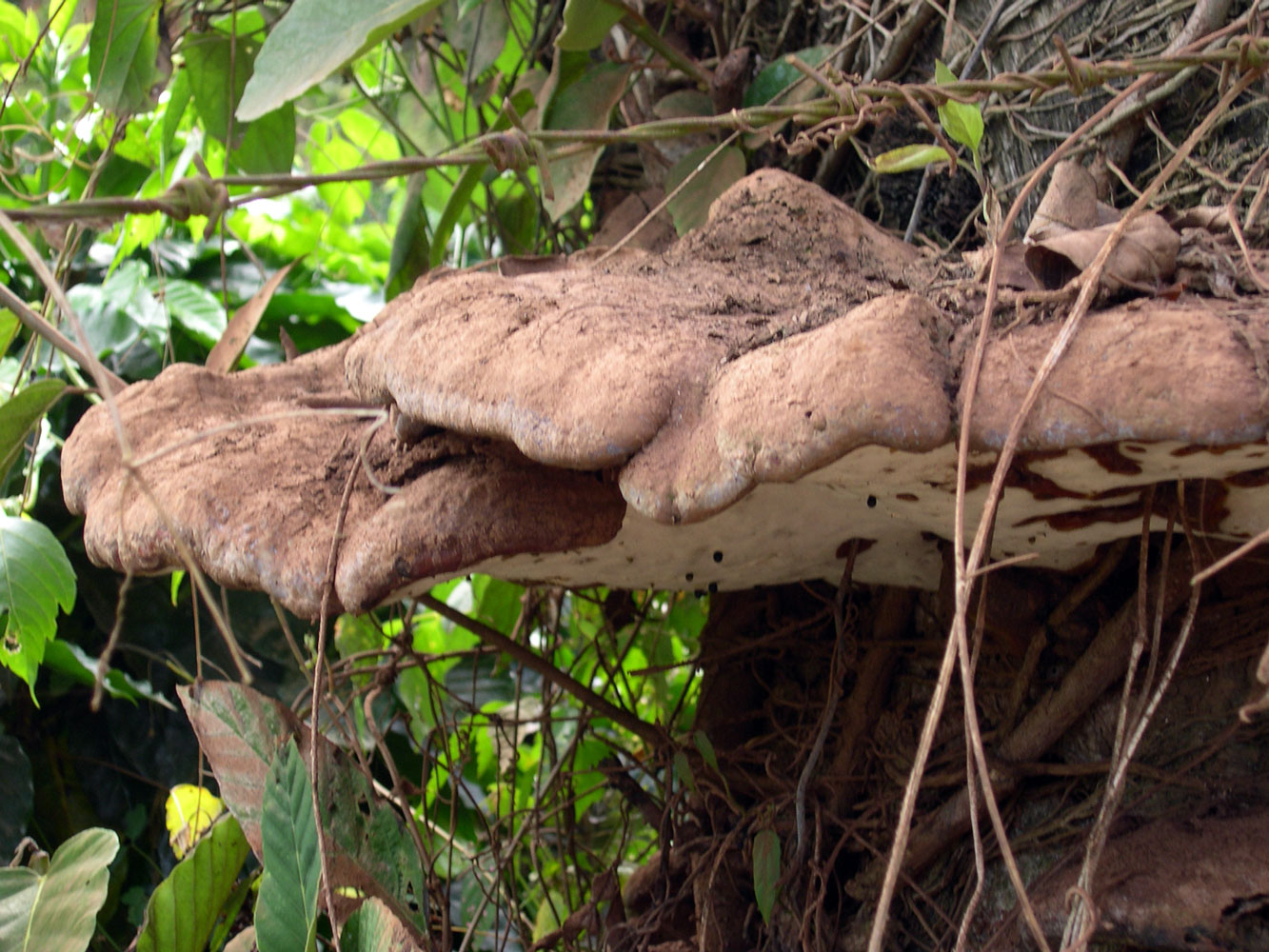 Oreja de palo Ganoderma cf. applanatum