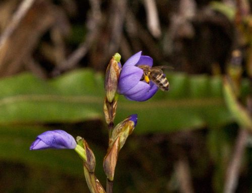 Insectos del páramo de Costa Rica
