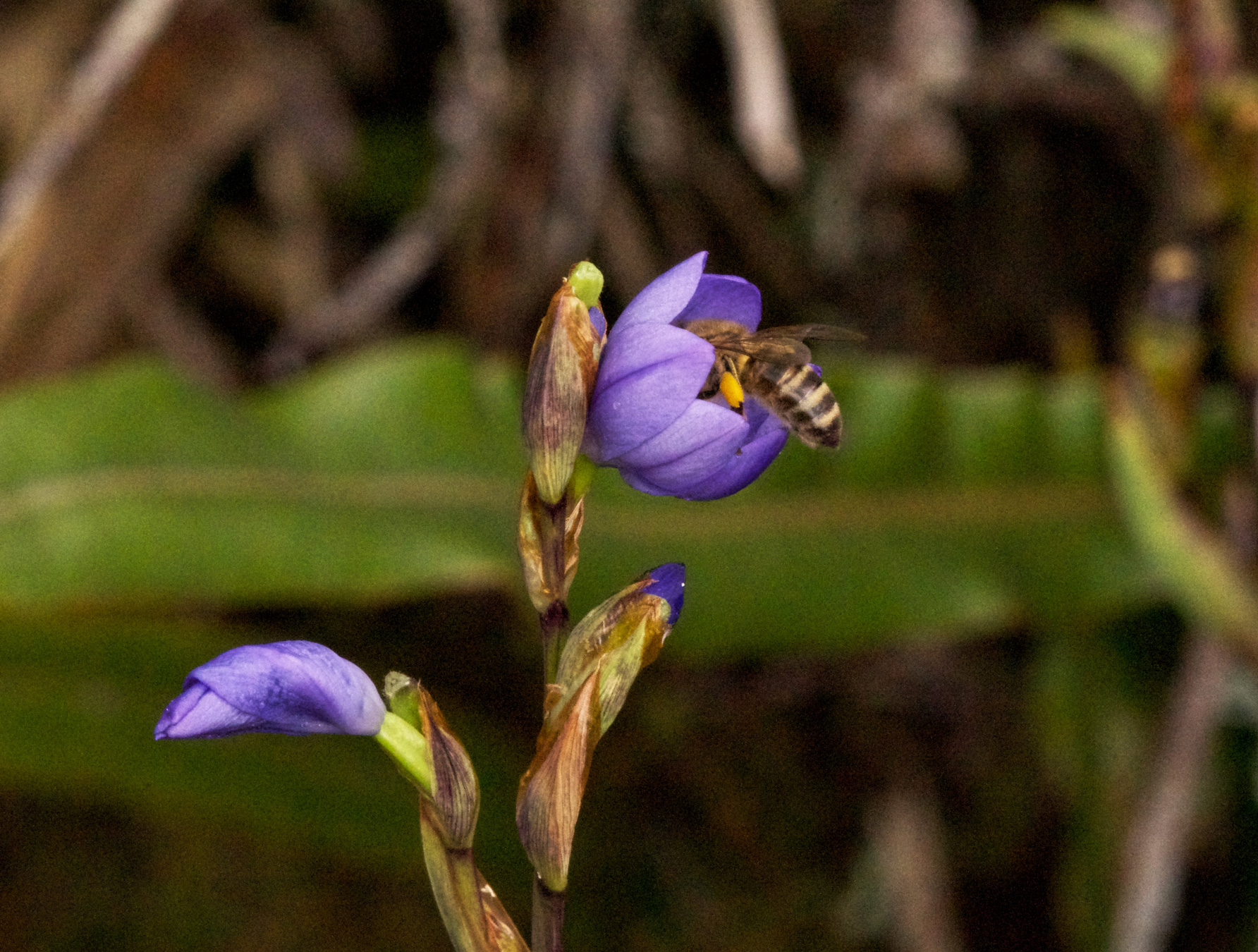Apis mellifera obteniendo néctar y polinizando la flor