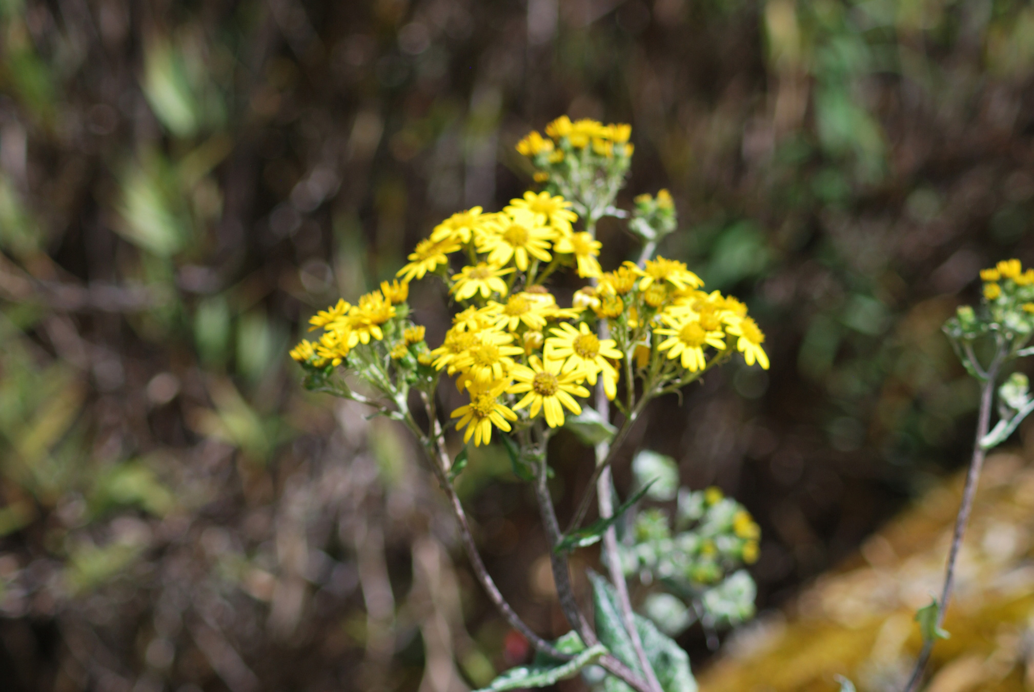 Senecio sp vegetación propia del Páramo